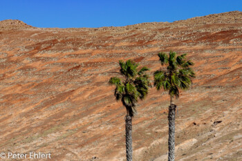 Palmen vor rotem Krater  Yaiza Kanarische Inseln Spanien by Peter Ehlert in LanzaroteInsel