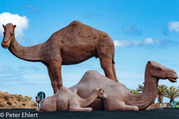 Kamelkreisel Skulptur  Yaiza Kanarische Inseln Spanien by Peter Ehlert in LanzaroteInsel