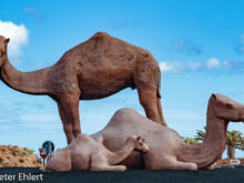 Kamelkreisel Skulptur  Yaiza Kanarische Inseln Spanien by Peter Ehlert in LanzaroteInsel