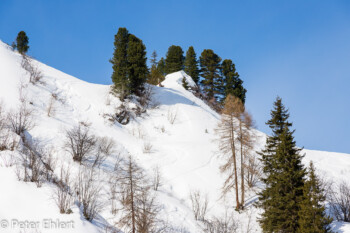 Baumgruppe am Hang  Tux Tirol Österreich by Peter Ehlert in ZillerLanersbach