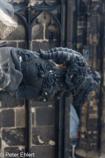 Geissbock Wasserspeier   Köln Nordrhein-Westfalen Deutschland by Peter Ehlert in Köln_Dom