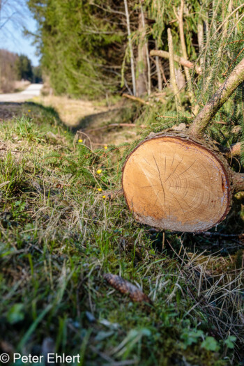 Baum in Böschung  Odelzhausen Bayern Deutschland by Peter Ehlert in Wald-April