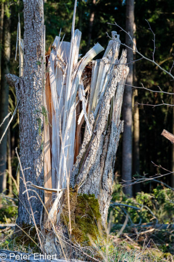 Rohe Gewalt  Odelzhausen Bayern Deutschland by Peter Ehlert in Wald-April