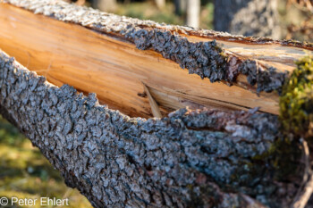 Gespaltener Stamm  Odelzhausen Bayern Deutschland by Peter Ehlert in Wald-April