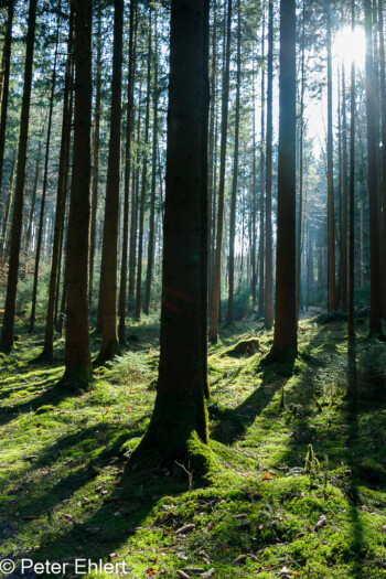 Lichtung  Odelzhausen Bayern Deutschland by Peter Ehlert in Wald-April