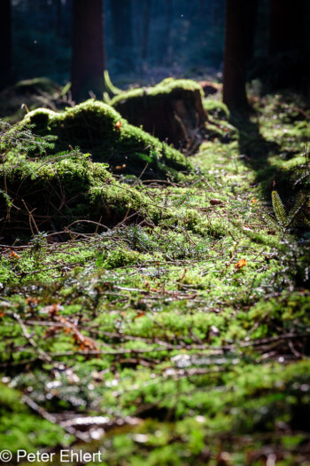 Frisches Grün  Odelzhausen Bayern Deutschland by Peter Ehlert in Wald-April