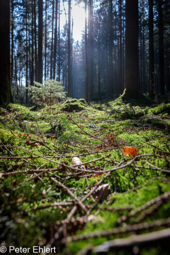 Frisches Grün  Odelzhausen Bayern Deutschland by Peter Ehlert in Wald-April