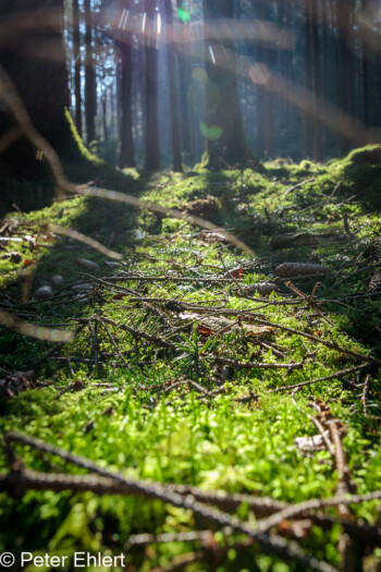 Frisches Grün  Odelzhausen Bayern Deutschland by Peter Ehlert in Wald-April