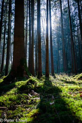 Lange Schatten  Odelzhausen Bayern Deutschland by Peter Ehlert in Wald-April