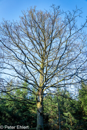 Ent-Laubtbaum  Odelzhausen Bayern Deutschland by Peter Ehlert in Wald-April