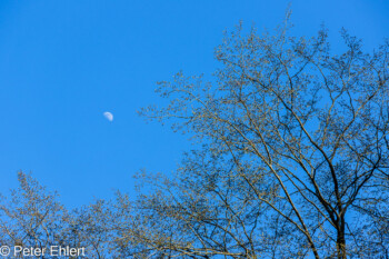 Mond mit Baumkrone  Odelzhausen Bayern Deutschland by Peter Ehlert in Wald-April