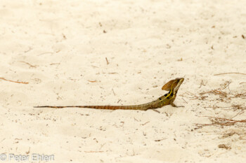 Streifenbasilisk  Playa del Carmen Quintana Roo Mexiko by Peter Ehlert in Petit Lafitte Hotel