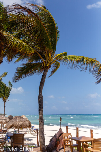 Terrasse mit Kanone und Palme  Playa del Carmen Quintana Roo Mexiko by Peter Ehlert in Petit Lafitte Hotel