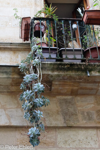 Pflanze am Balkon  Bordeaux Département Gironde Frankreich by Peter Ehlert in Stadtrundgang Bordeaux