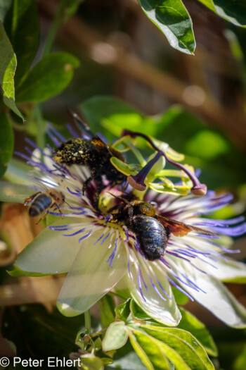 Bienen in Passionsblumenblüte  Brignon Gard Frankreich by Peter Ehlert in Brignon