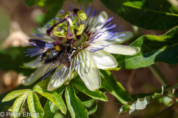 Holzbiene in Passionsblumenblüte  Brignon Gard Frankreich by Peter Ehlert in Brignon