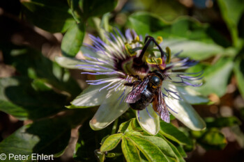 Holzbiene in Passionsblumenblüte  Brignon Gard Frankreich by Peter Ehlert in Brignon