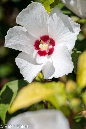 Hibiscusblüte  Brignon Gard Frankreich by Peter Ehlert in Brignon