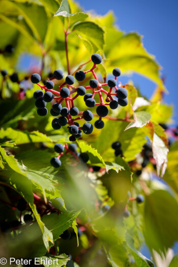 Wein  Brignon Gard Frankreich by Peter Ehlert in Brignon