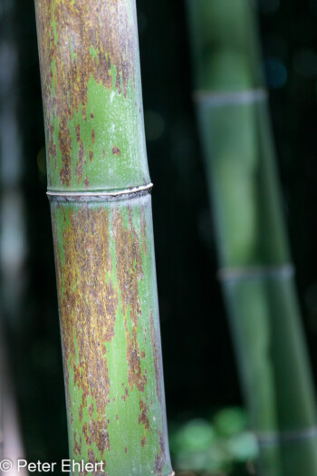 Stamm vom grünen Bambus  Générargues Gard Frankreich by Peter Ehlert in Bambouseraie