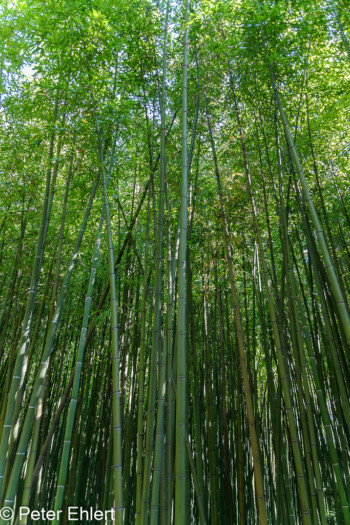 Bambuswald  Générargues Gard Frankreich by Peter Ehlert in Bambouseraie