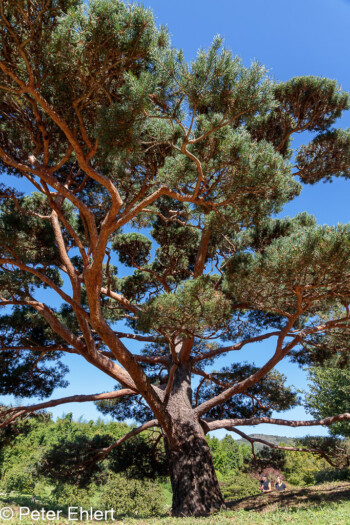 Pinus sylvestris  Générargues Gard Frankreich by Peter Ehlert in Bambouseraie