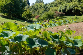 Lotus Pflanzen  Générargues Gard Frankreich by Peter Ehlert in Bambouseraie