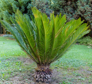 Palmenbaum  Générargues Gard Frankreich by Peter Ehlert in Bambouseraie