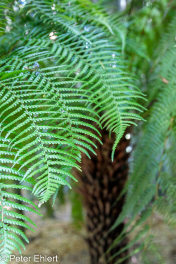 Australischer Taschenfarn - Dicksonia antartica   Générargues Gard Frankreich by Peter Ehlert in Bambouseraie