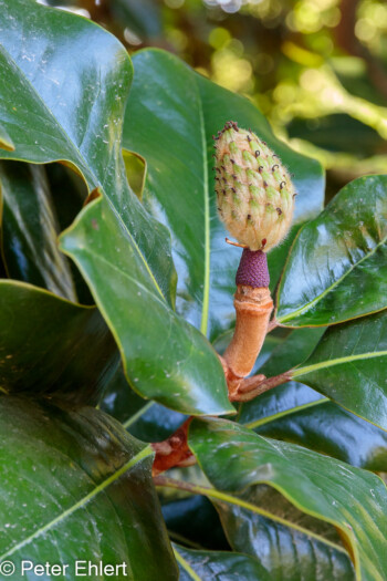 Immergrüne Magnolie mit Frucht Magnolia grandflora   Générargues Gard Frankreich by Peter Ehlert in Bambouseraie