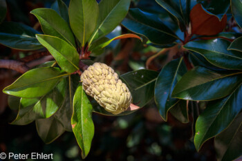 Immergrüne Magnolie mit Frucht  - Magnolia grandflora   Générargues Gard Frankreich by Peter Ehlert in Bambouseraie