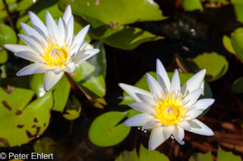 Seerose - Nymphaea Blue Beauty  Générargues Gard Frankreich by Peter Ehlert in Bambouseraie