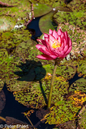 Seerose  Générargues Gard Frankreich by Peter Ehlert in Bambouseraie