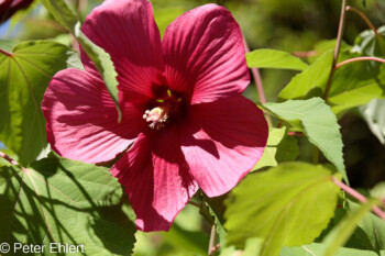 Hibiscusblüte - Hibiscus x moscheutos 'Moy Grande'  Générargues Gard Frankreich by Peter Ehlert in Bambouseraie