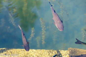 Fische im Teich  Générargues Gard Frankreich by Peter Ehlert in Bambouseraie