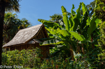 Banane vor Haus  Générargues Gard Frankreich by Peter Ehlert in Bambouseraie