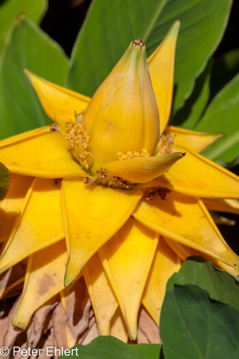 Bananenblüte  Générargues Gard Frankreich by Peter Ehlert in Bambouseraie