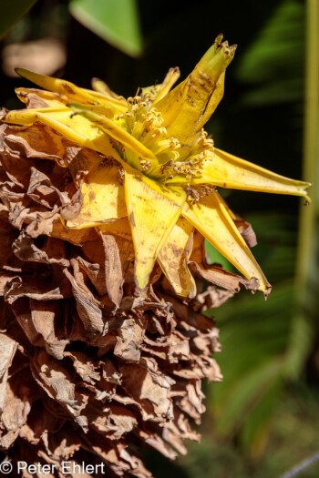 Bananenblüte  Générargues Gard Frankreich by Peter Ehlert in Bambouseraie