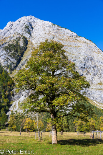 Ahornbaum  Vomp Tirol Österreich by Peter Ehlert in Ahornboden