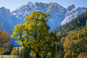 Ahornbaum  Vomp Tirol Österreich by Peter Ehlert in Ahornboden