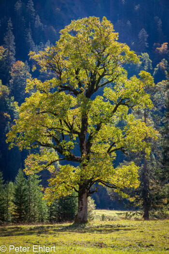 Ahornbaum  Vomp Tirol Österreich by Peter Ehlert in Ahornboden