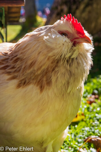 Huhn  Vomp Tirol Österreich by Peter Ehlert in Ahornboden