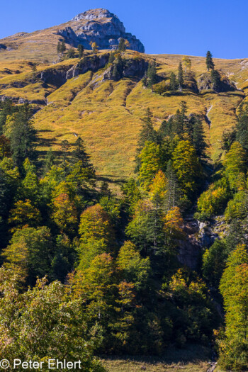 Laubbäume  Vomp Tirol Österreich by Peter Ehlert in Ahornboden