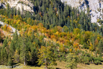 Laubbäume  Vomp Tirol Österreich by Peter Ehlert in Ahornboden