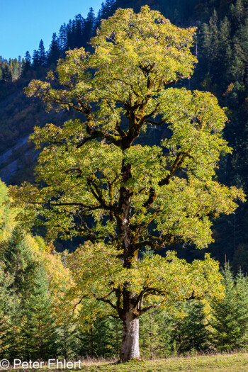 Ahornbaum  Vomp Tirol Österreich by Peter Ehlert in Ahornboden