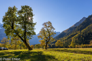 Ahornbäume  Vomp Tirol Österreich by Peter Ehlert in Ahornboden