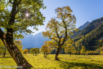 Ahornbäume  Vomp Tirol Österreich by Peter Ehlert in Ahornboden