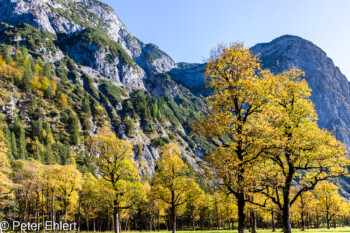 Ahornbäume  Vomp Tirol Österreich by Peter Ehlert in Ahornboden