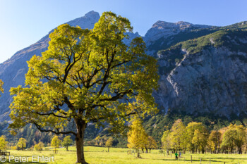 Ahornbaum  Vomp Tirol Österreich by Peter Ehlert in Ahornboden