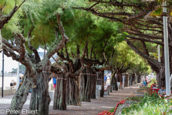 Bäume  Arcachon Département Gironde Frankreich by Peter Ehlert in Arcachon Ausflug